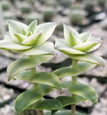 Crassula Perforata Variegata – Planet Desert