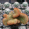 Mammillaria elongata cristata copper king