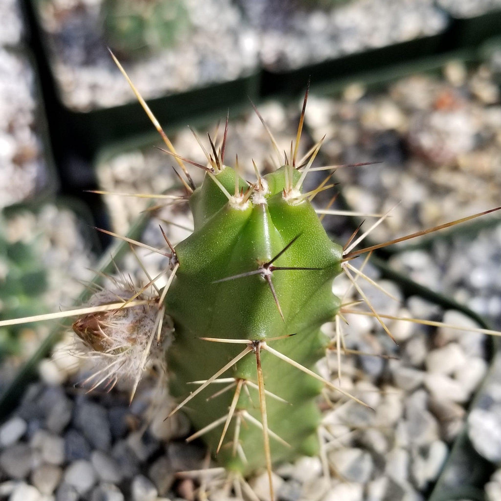 Echinocereus pentalophus