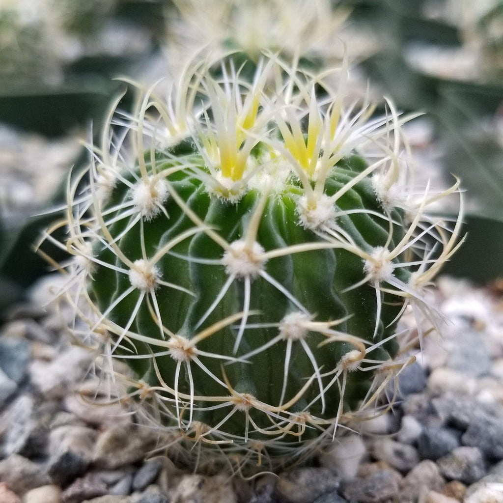 Echinofossulocactus longispinus