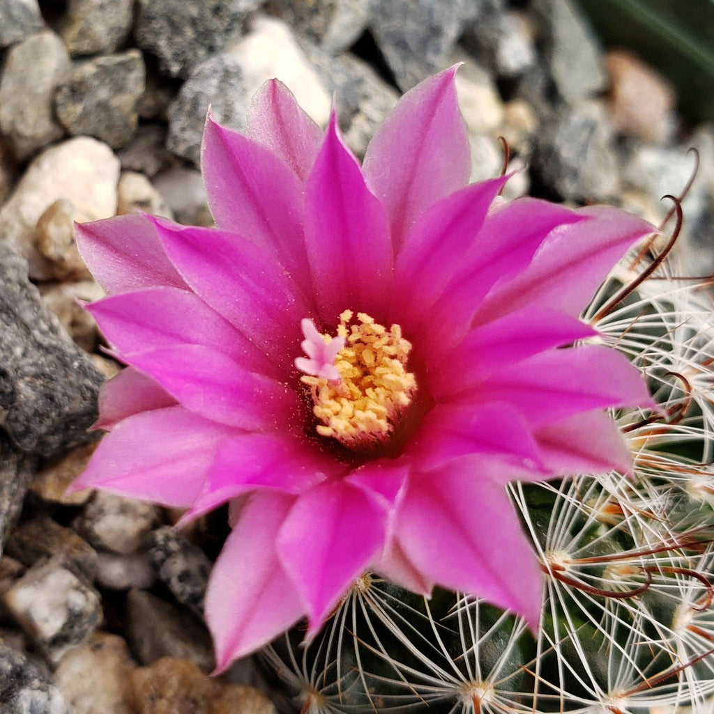 Mammillaria longiflora stampferi