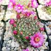 Mammillaria zeilmanniana