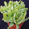 Ripple Jade - Crassula arborescens &