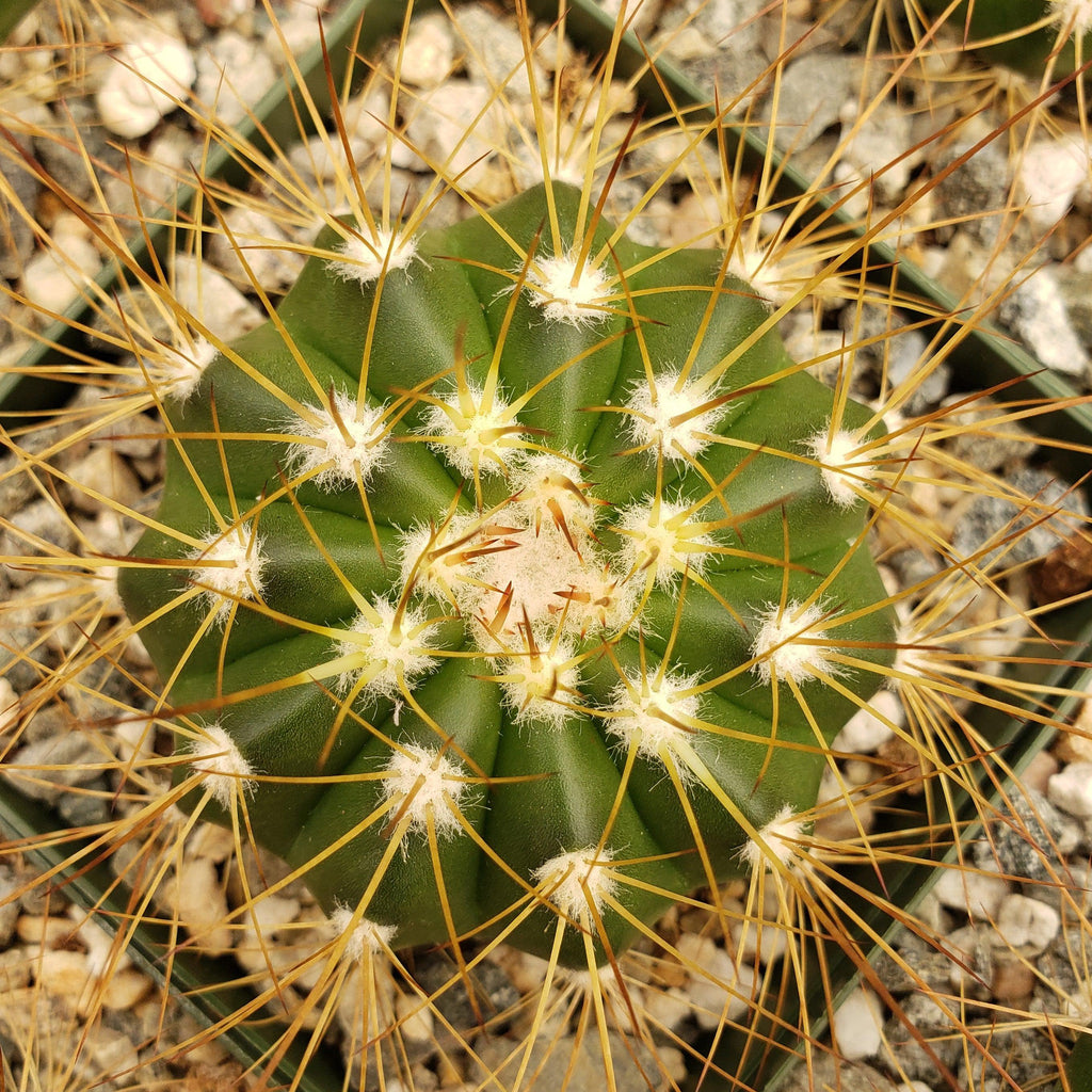 Buiningia brevicylindrica var. longispina