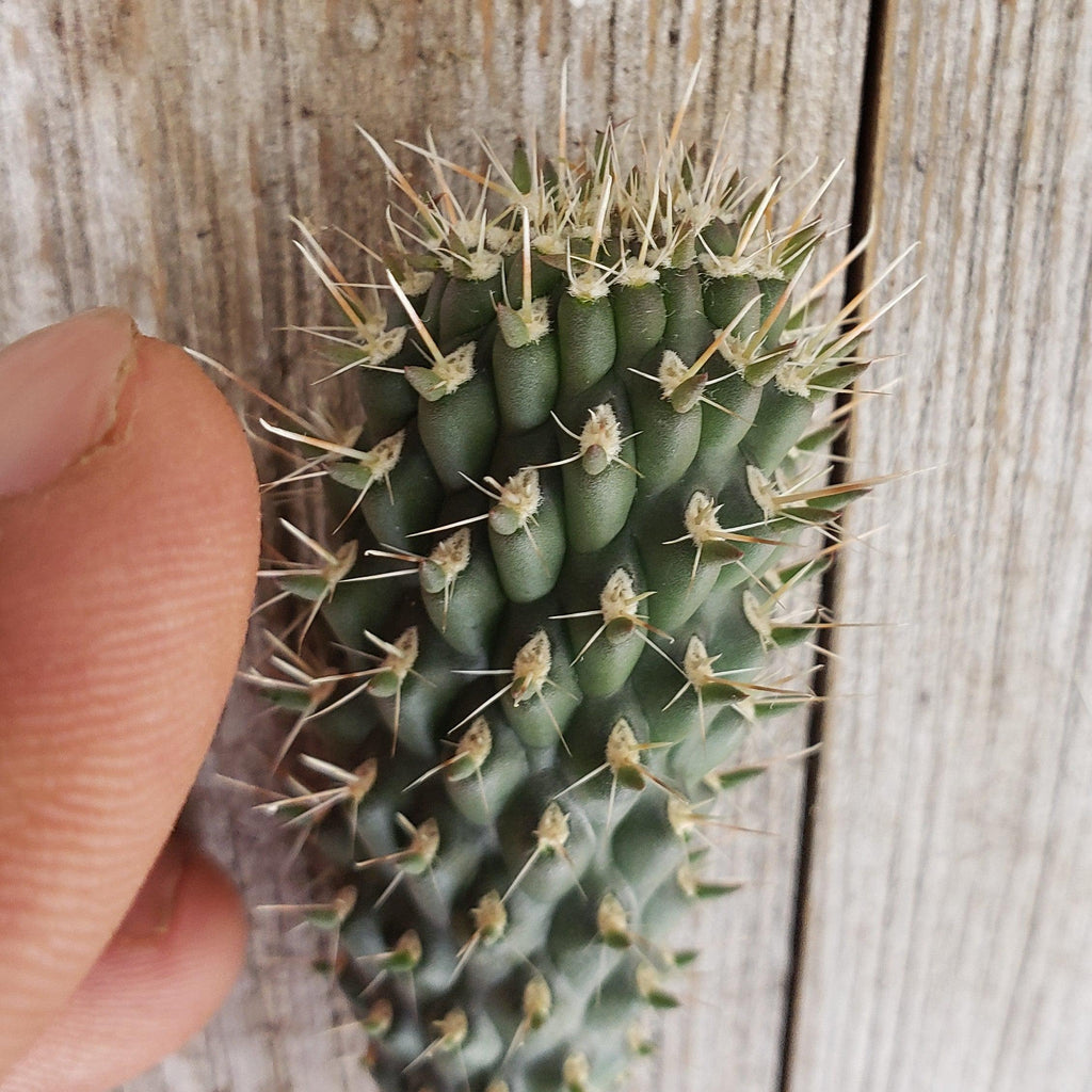 Opuntia fulgida cutting