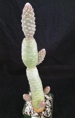 Pinecone Cactus &
