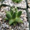 Mammillaria uberiformis