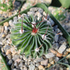 Echinofossulocactus crispatus