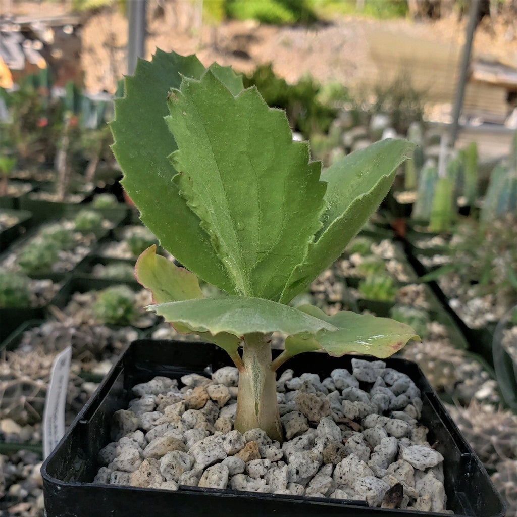 Cyphostema seitzianum