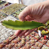 Hylocereus undatus Pitahaya Dragon Fruit cutting