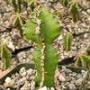 Euphorbia restricta