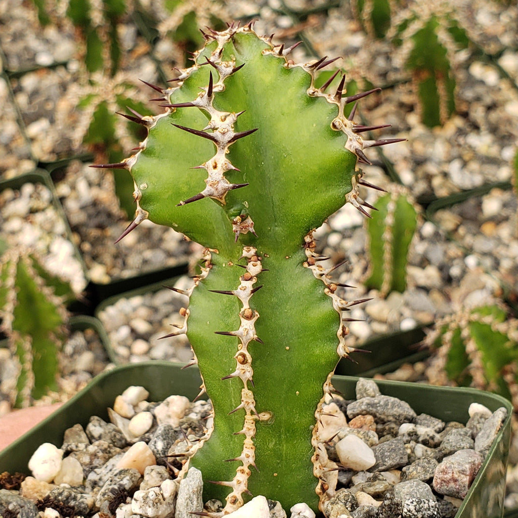 Euphorbia restricta