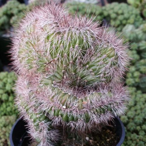 Stenocereus hollianus cristata