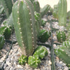 Echinocereus gentry