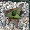 Haworthia veneosa tessellata