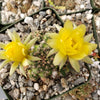 lobivia distefanoiana