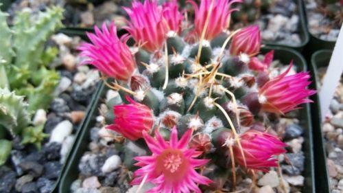 Mammillaria bucareliensis
