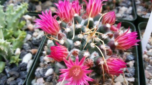 Mammillaria popular bucareliensis cv super Erusamu