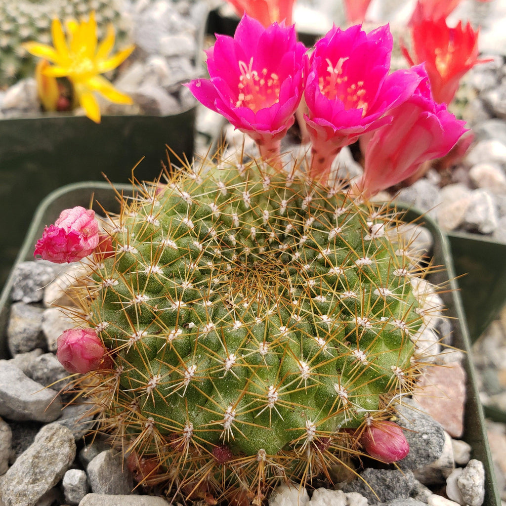 Rebutia minuscula