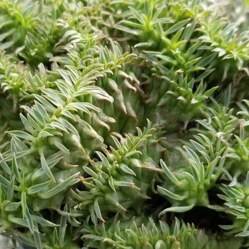 Euphorbia spiralis cristata