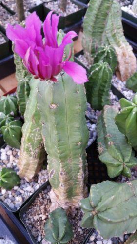 Echinocereus morricalii
