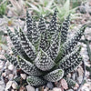 Haworthia pumila