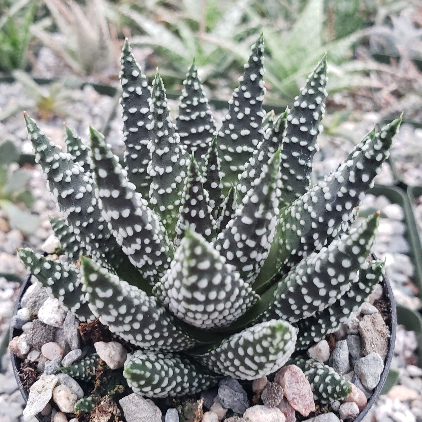 pumila succulent Haworthia pumila Info