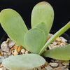 Flapjack Plant ‘Kalanchoe luciae’