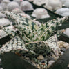 Aloe white storm