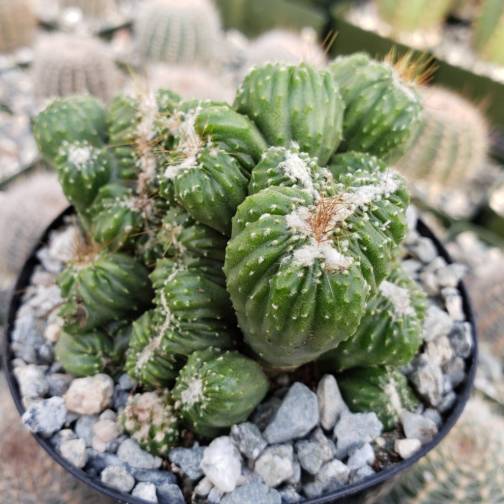Cereus forbesii crest monstrose Ming Thing