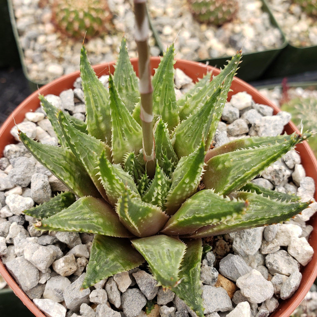 Haworthia guttata
