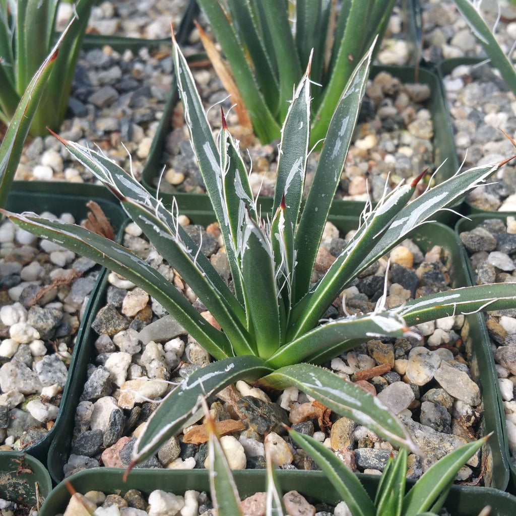 Agave toumeyana bella