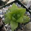 Haworthia planifolia