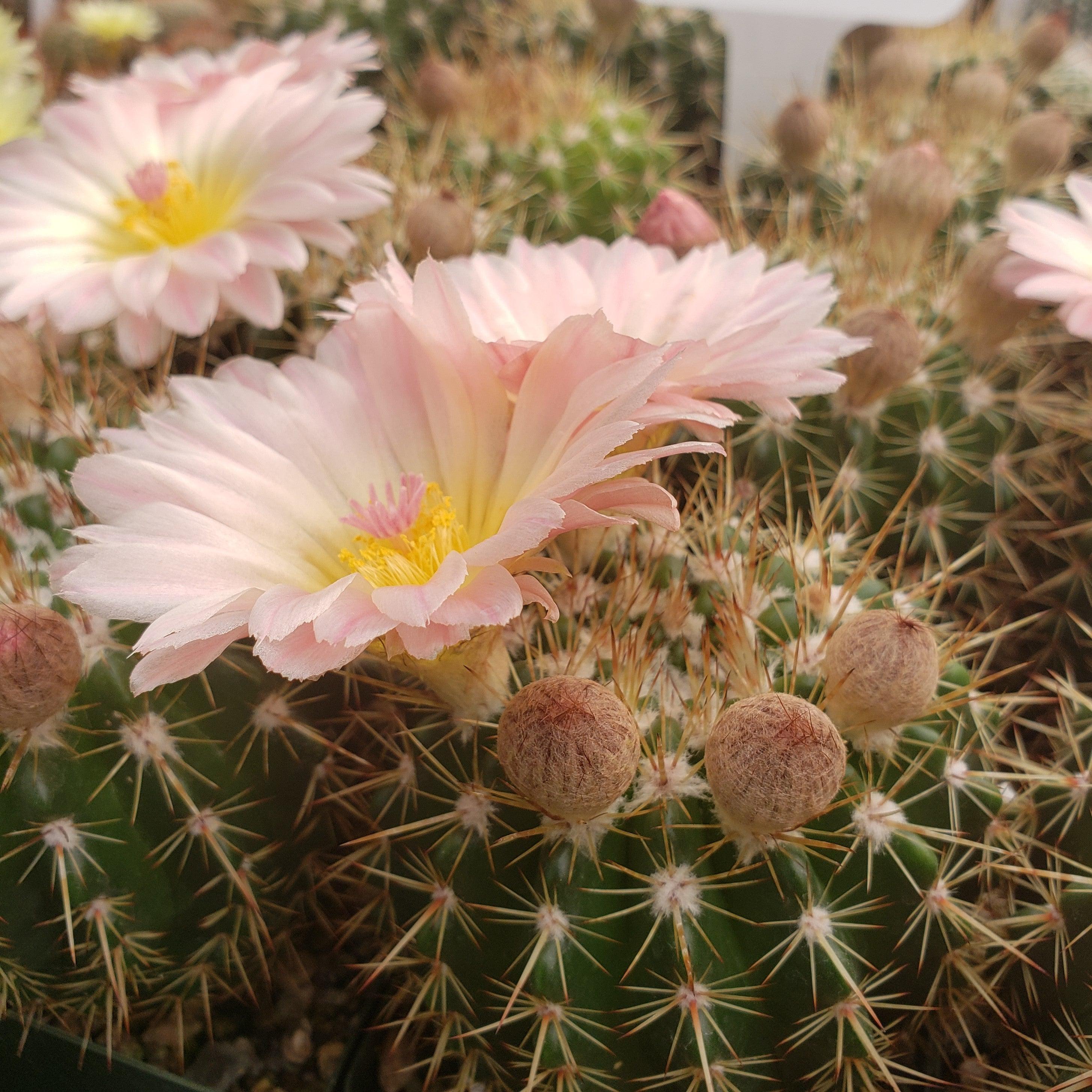 Notocactus roseoluteus