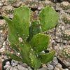 Brazilian Prickly Pear - Opuntia argentiniana