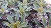 Elephants Trunk Plant - Pachypodium namaquanum