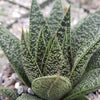 Gasteria Flow