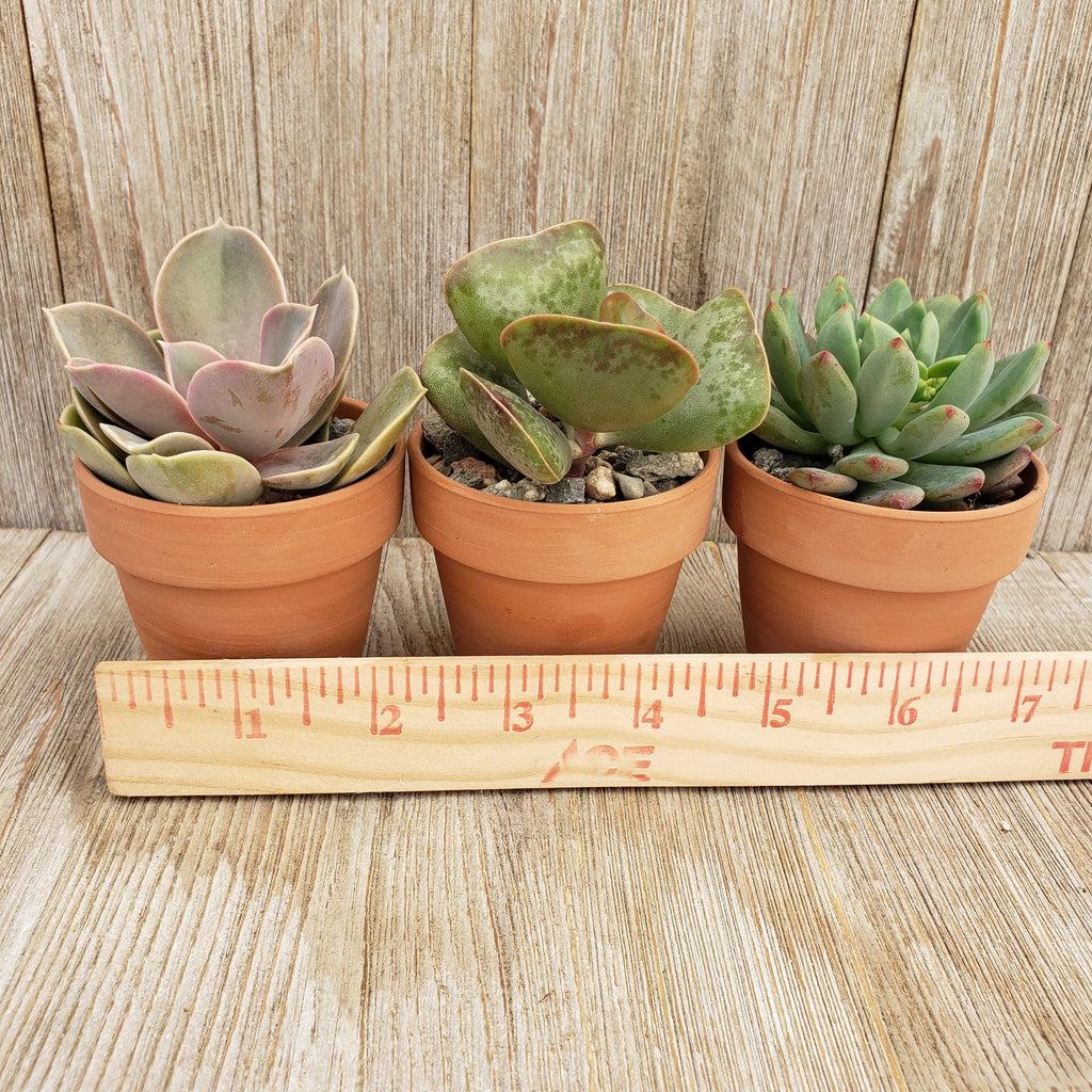 3- 2.5 inch succulents in terracotta pots