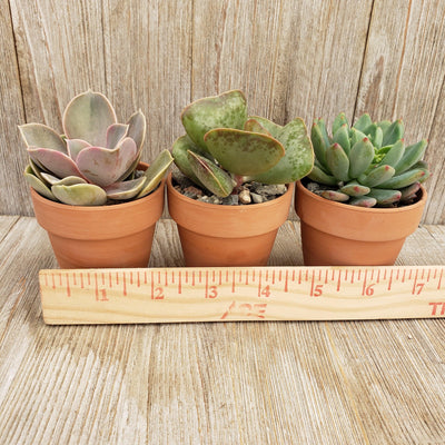 3- 2.5 inch succulents in terracotta pots