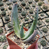 Aloe comptonii