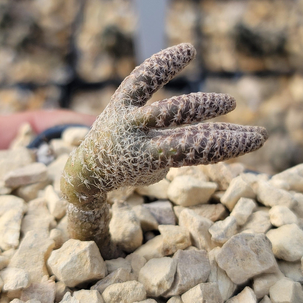 Puna clavarioides (Maihueniopsis clavarioides)