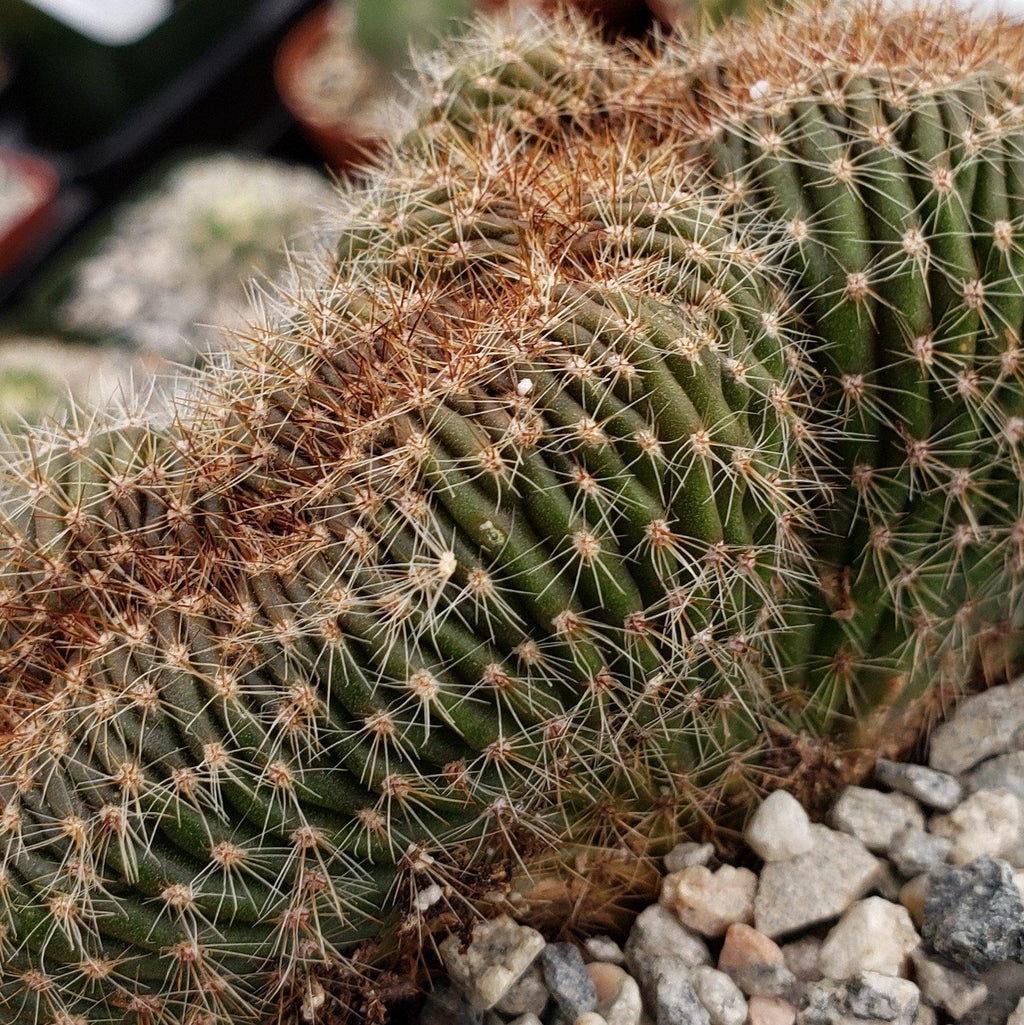 Echinopsis carterpillar crest