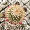 Mammillaria Pilcayensis