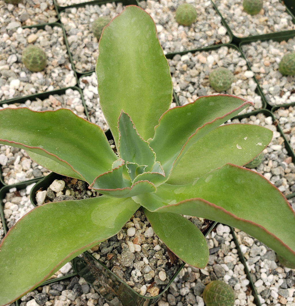 Echeveria subrigida