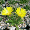 Mammillaria longimamma