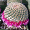 Mammillaria huitzilopohctli