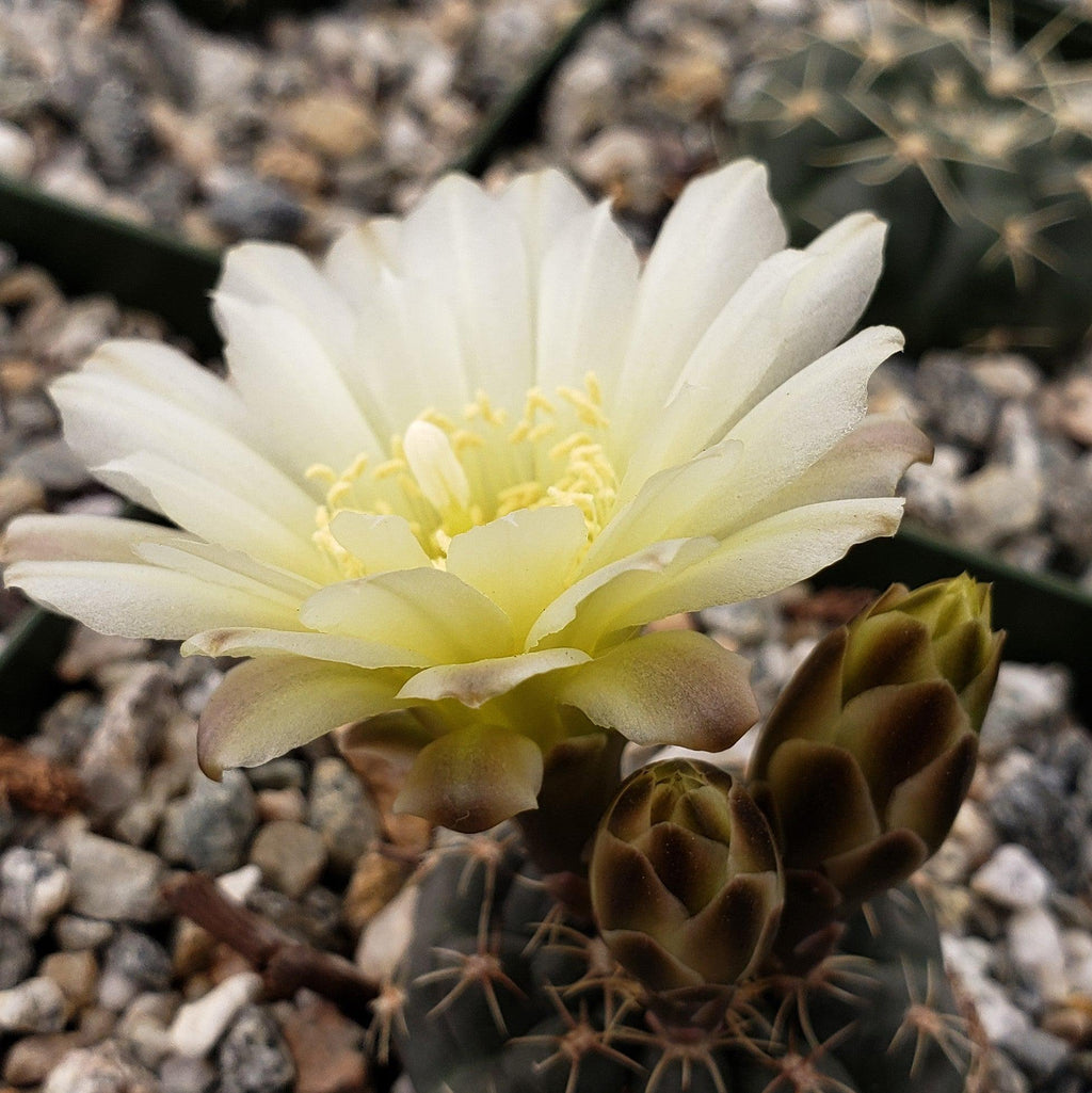 Gymnocalycium schatzlianum mackieanus