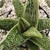 Gasteria Little Warty