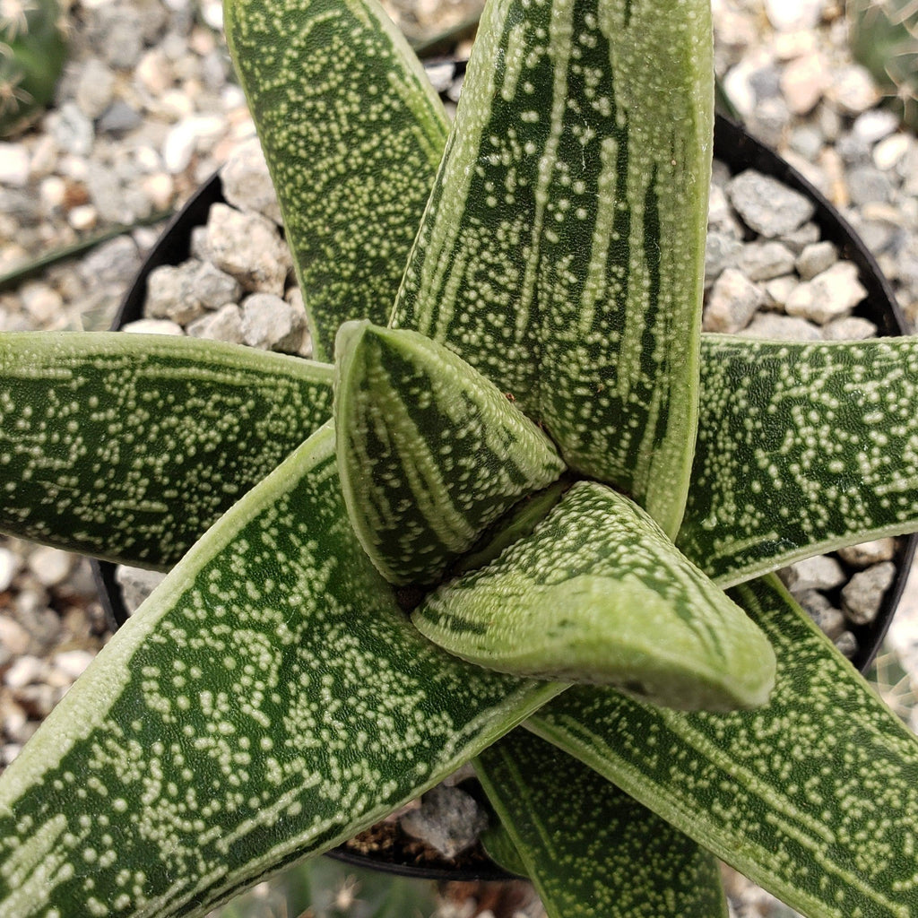 Gasteria Little Warty