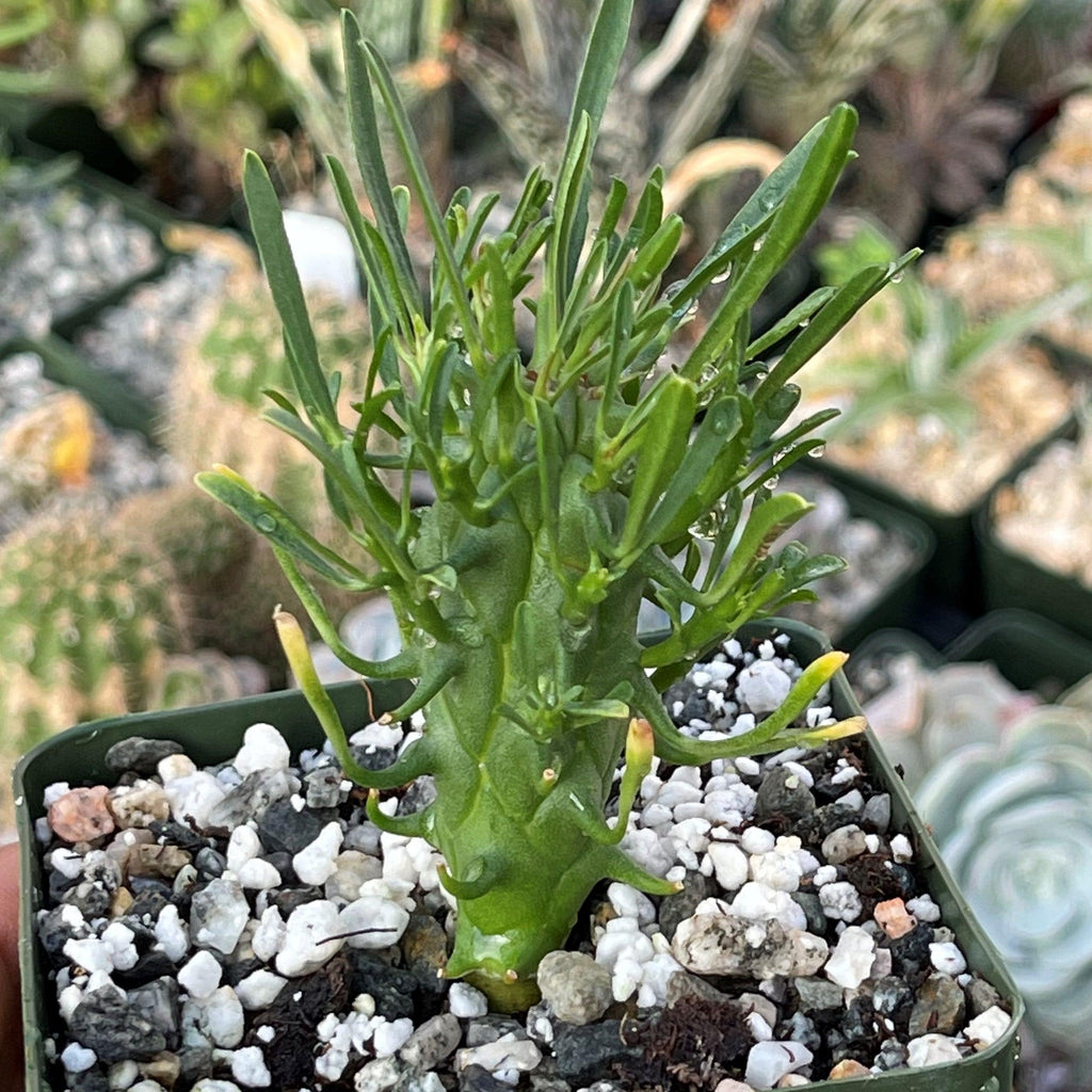 Euphorbia fasciculata schoenlandii